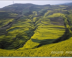 雲南