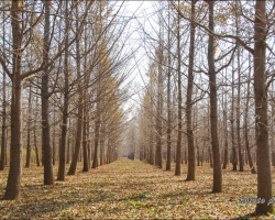 山東